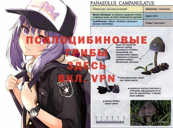 прущие грибы Алексеевка